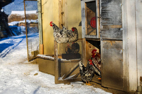 Should You Insulate Your Chicken Coop in Winter???!!! 