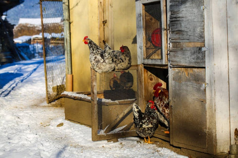 chickens are ready to getting out of coop in the winter morning with sunlight