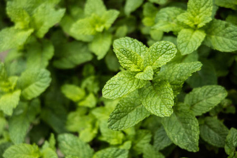 close-up-of-mint-plant-plantation