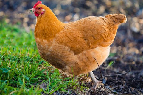 Orpington - Backyard chicken breeds