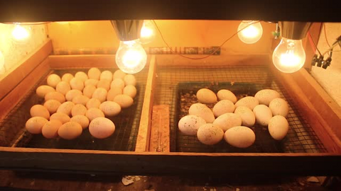 Using four bulbs to heating the homemade incubator