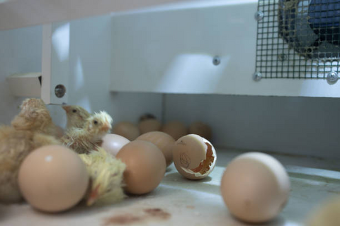 Chicks are hatching on Day 21