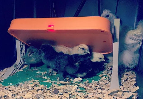 a chickcozy brooder plate is working in the brooder