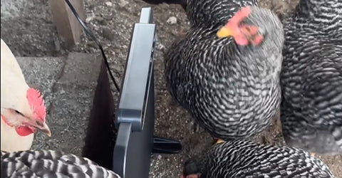 egg layers chickens are cuddling around the chickcozy chicken coop heater