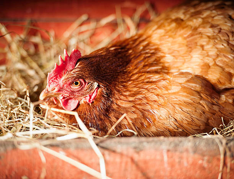 Una gallina en el nidal