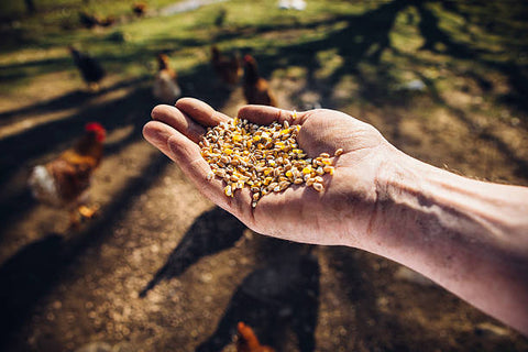 Feeding chickens a handful chicken feed in the garden