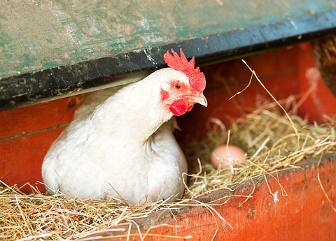 a chicken is laying eggs in nesting box