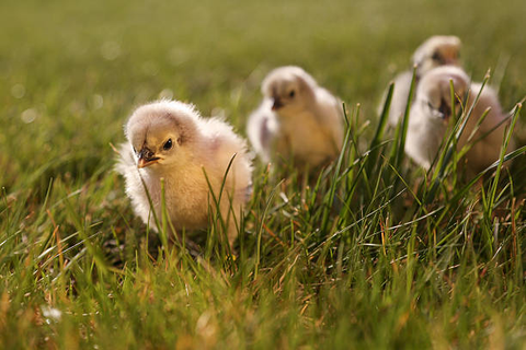 four chicks are walking around in the garden