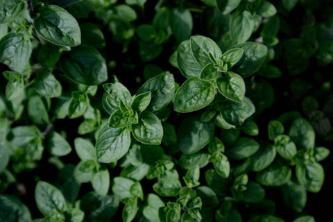 fresh-green-oregano-leaves-close-up