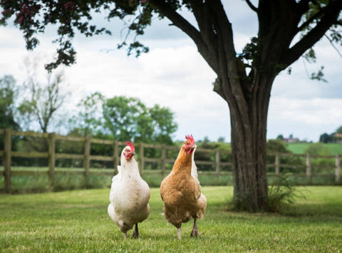 deux-poulets-explorant-librement-dans-la-nature-d'automne