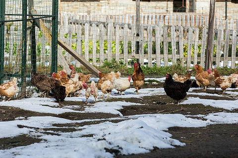 lots of chickens are in the chicken run with snows