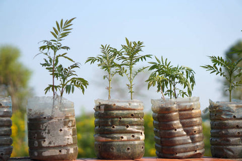 marigold-seedlings-in-the-garden