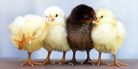 Los polluelos se reúnen para mantenerse calientes.