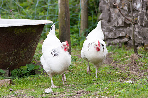 Sussex - backyard chicken breeds