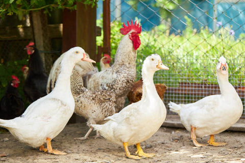 poultry-yard-chicken-ducs-and-cock-at-farmyard-rural-domestic-animals