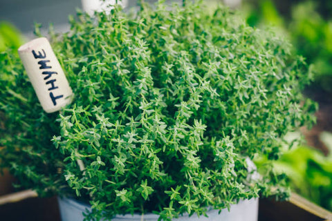 thyme-thyme-plant-in-a-pot-thyme-herb-growing-in-garden