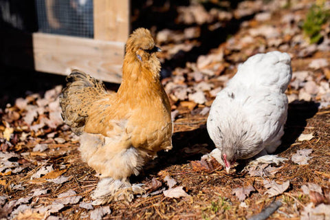 two-chickens-freely-exploring-in-autumn-nature