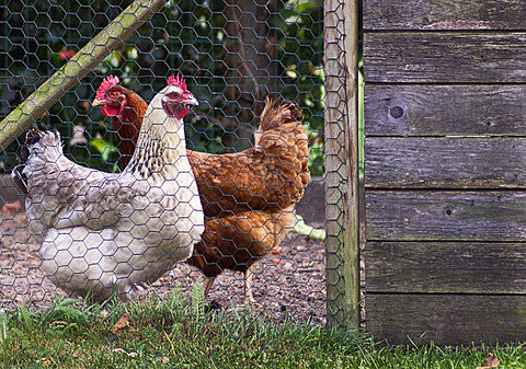 backyard chickens are playing in the chicken run