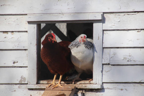 Backard chickens in the doorway