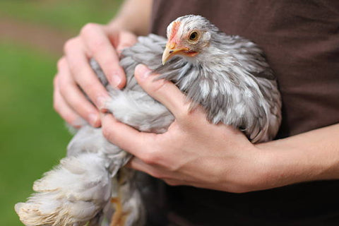 pollo-joven-sostenido-en-brazos-de-niño