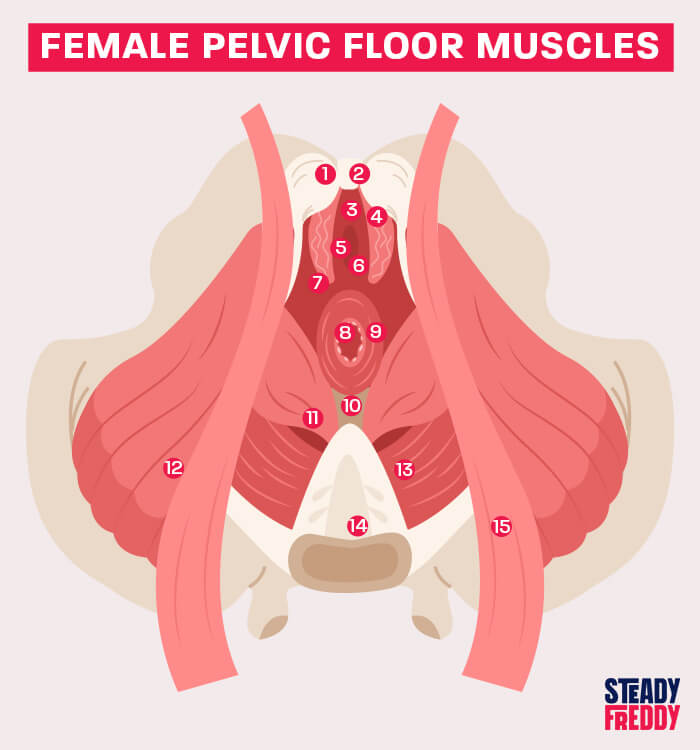 Female pelvic floor muscles strengthening with kegels