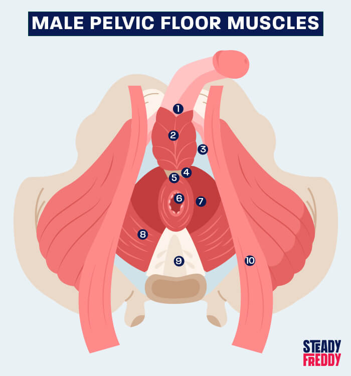 Male pelvic floor muscles strengthening with kegel exercises.