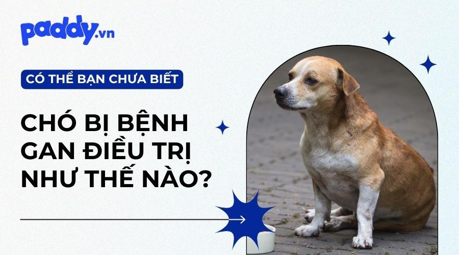 Bệnh gan ở chó có triệu chứng và dấu hiệu như thế nào?
