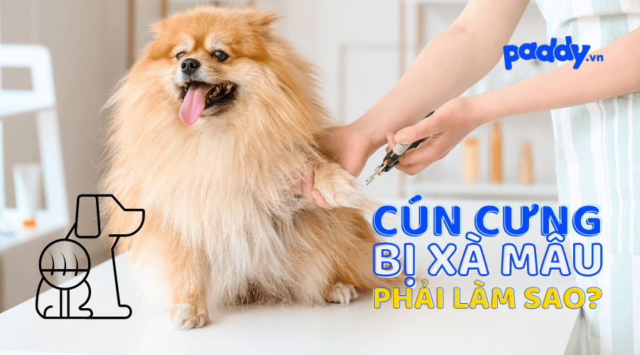 Cách Trị Chó Bị Xà Mâu Hay, Hiệu Quả - Paddy – Paddy Pet Shop