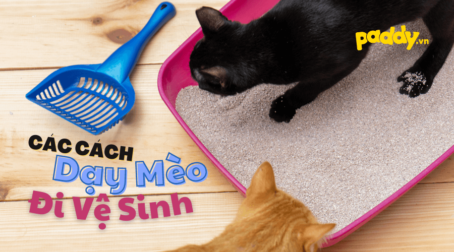 Cách để mèo không đi bậy hiệu quả - Paddy – Paddy Pet Shop