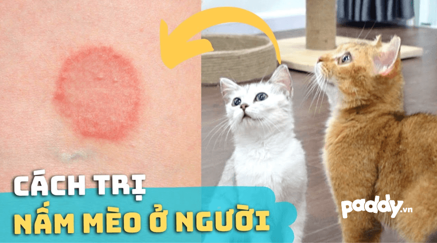 Bệnh nấm mèo có ảnh hưởng đến sức khỏe của con người không?
