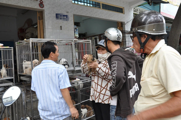 chợ tốt mua bán vật nuôi thú cưng