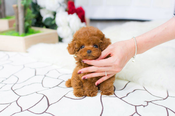 dòng chó Teacup Poodle