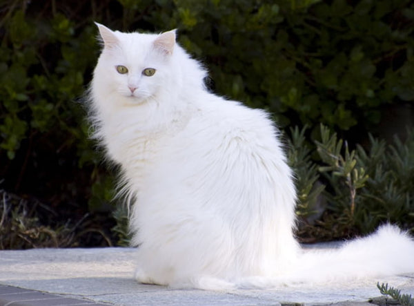 Mèo Angora Thổ Nhĩ Kỳ