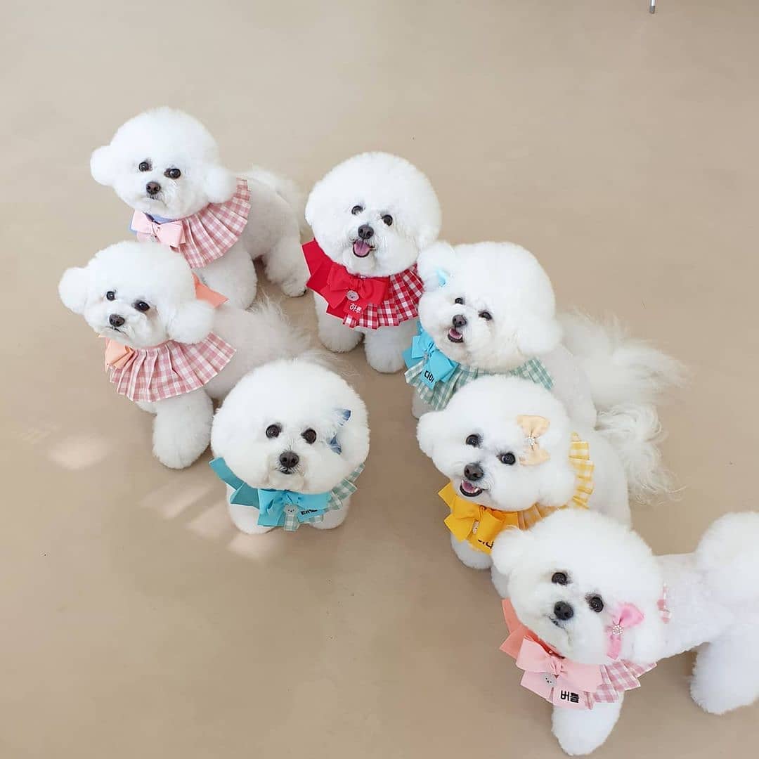 giong-cho-Bichon-frise