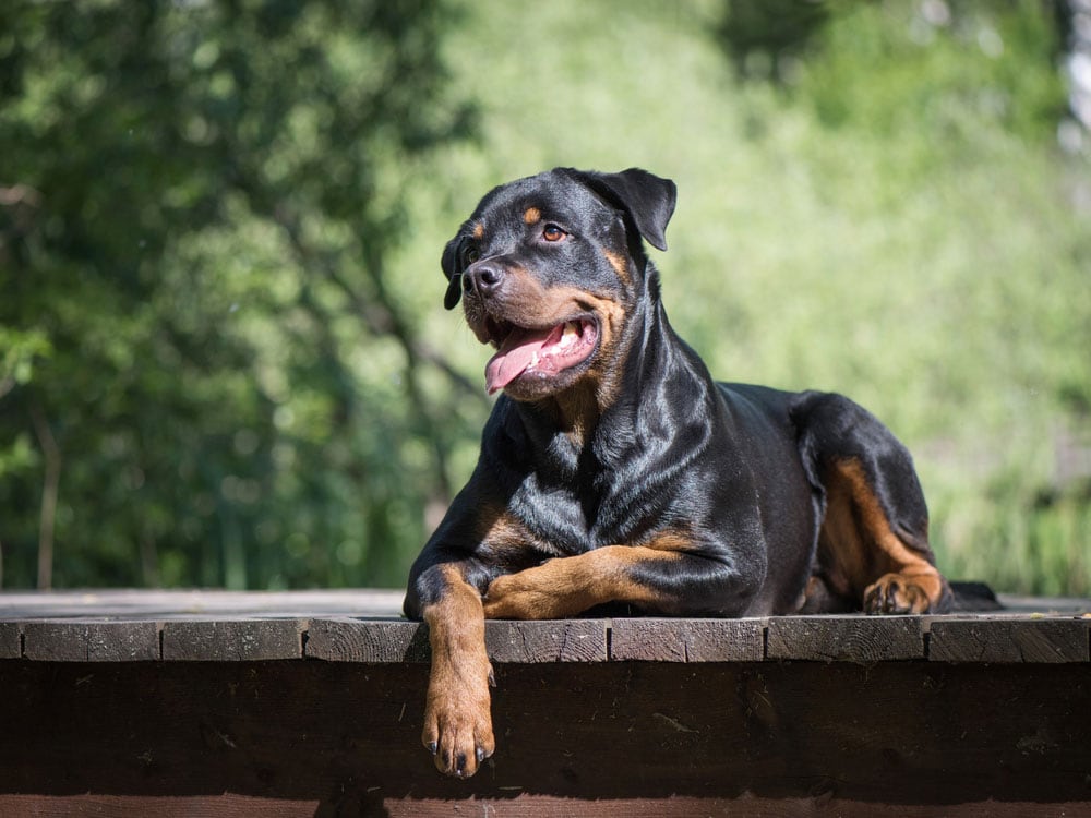 Rottweiler