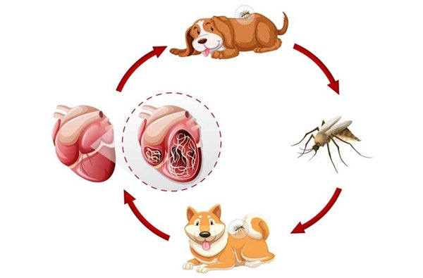 bệnh giun tim ở chó