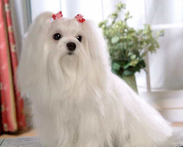 Cho-Maltese