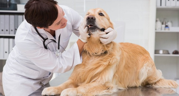 kiểm tra sức khỏe cho cún