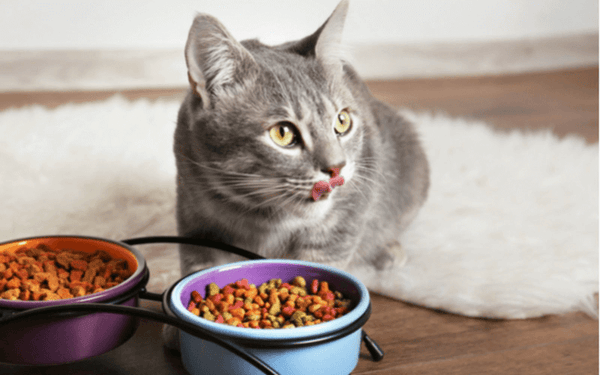 hạt không độn ngũ cốc cho mèo