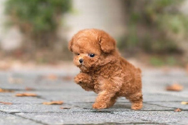 poodle tiny