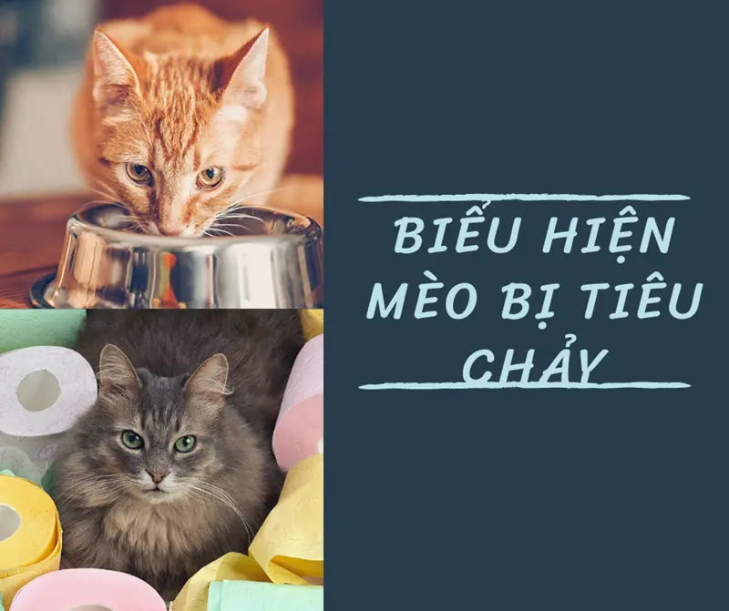 mèo con bị tiêu chảy