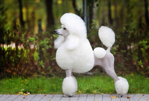 cat-long-poodle-dep-phong-cach-continental