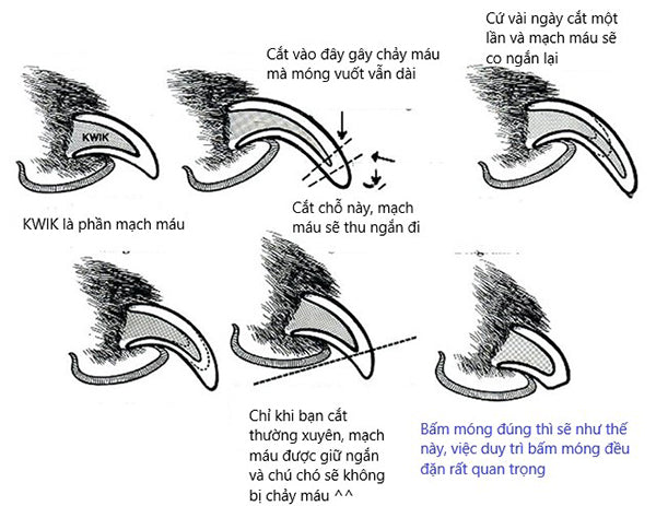 quy trình cắt móng cho mèo