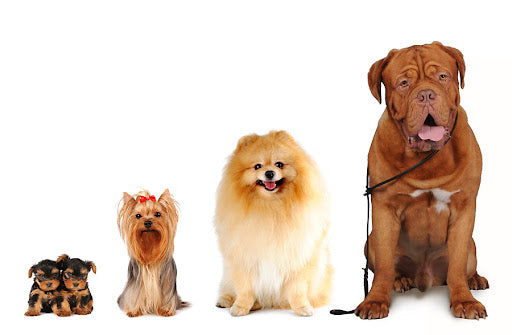 So sánh Royal Canin Renal & Royal Canin Urinary