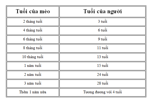 Tuổi Mèo So Với Tuổi Người: Cách Tính Và Bí Quyết Kéo Dài Tuổi Thọ Cho Mèo