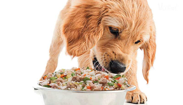 Chế độ dinh dưỡng khi chó bị bệnh thận