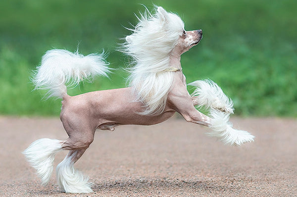 Cho-chinese-crested