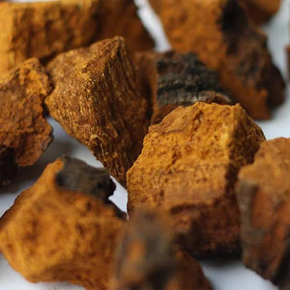 Eons-Chaga-Mushroom_407x_crop_center_eaae3aad-71b7-4362-904d-13bd6adeb85f