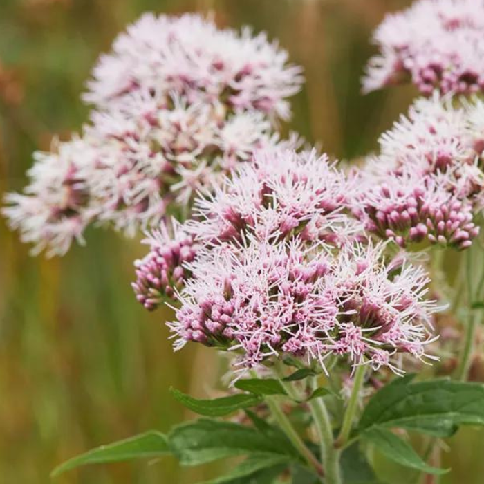 Valerian_Root