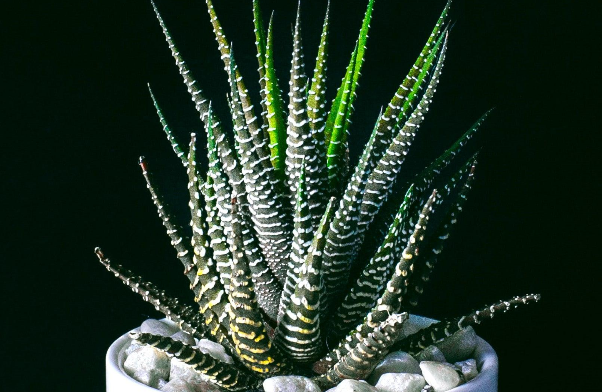 Zebra Plant